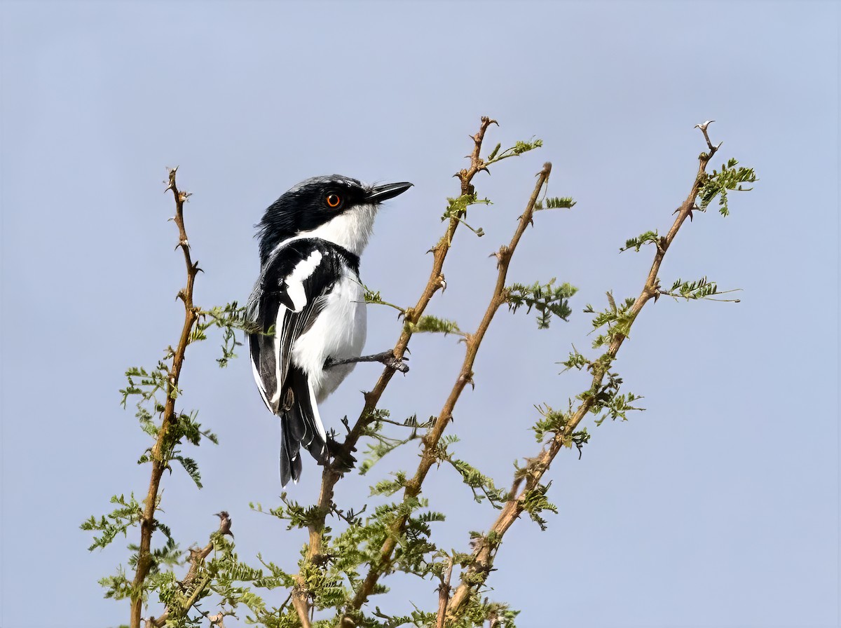Pygmy Batis - ML640821817