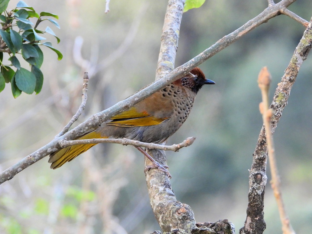 Chestnut-crowned Laughingthrush - ML640821838