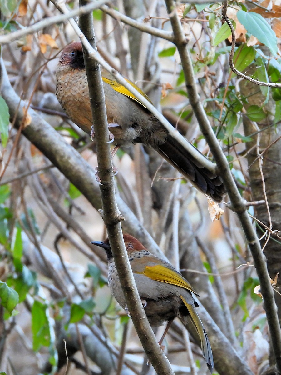 Chestnut-crowned Laughingthrush - ML640821849