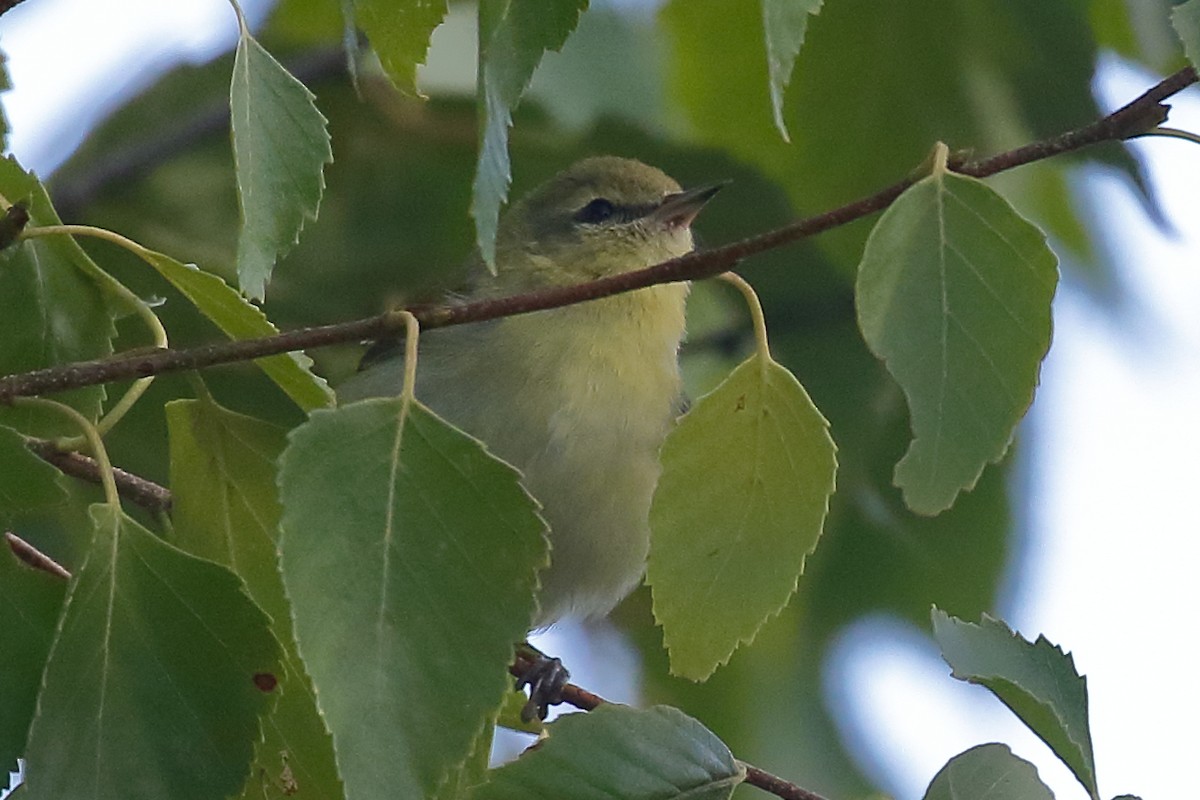 Tennessee Warbler - ML640821858