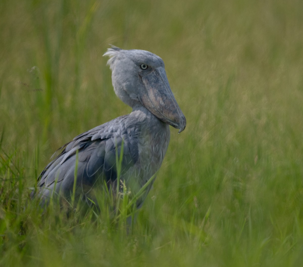 Shoebill - ML640821859