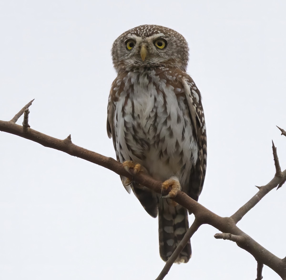 Pearl-spotted Owlet - ML640821947