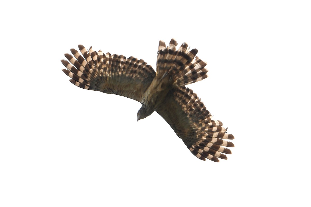 Long-tailed Honey-buzzard - ML640821969