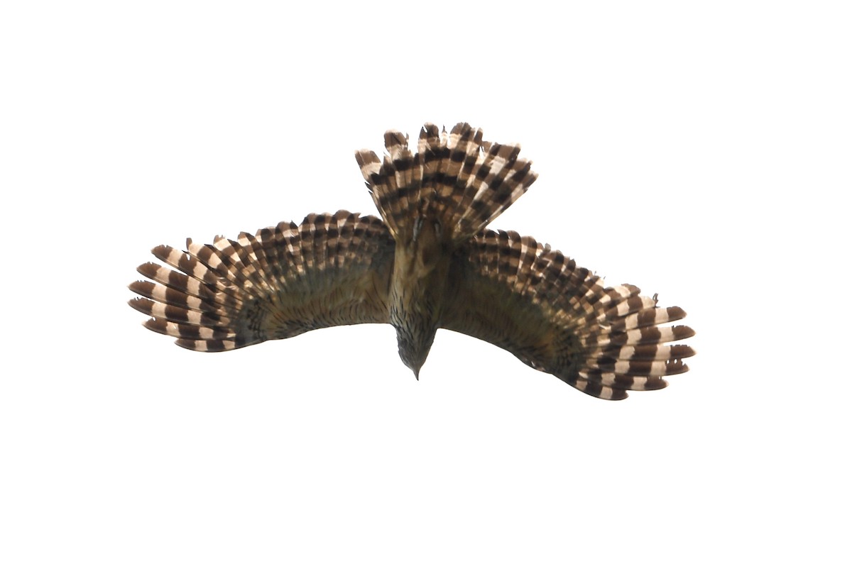 Long-tailed Honey-buzzard - ML640821976