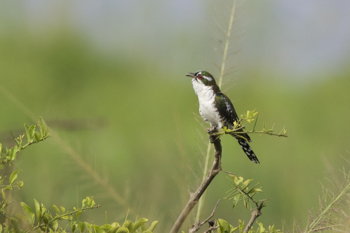 Dideric Cuckoo - ML640822001