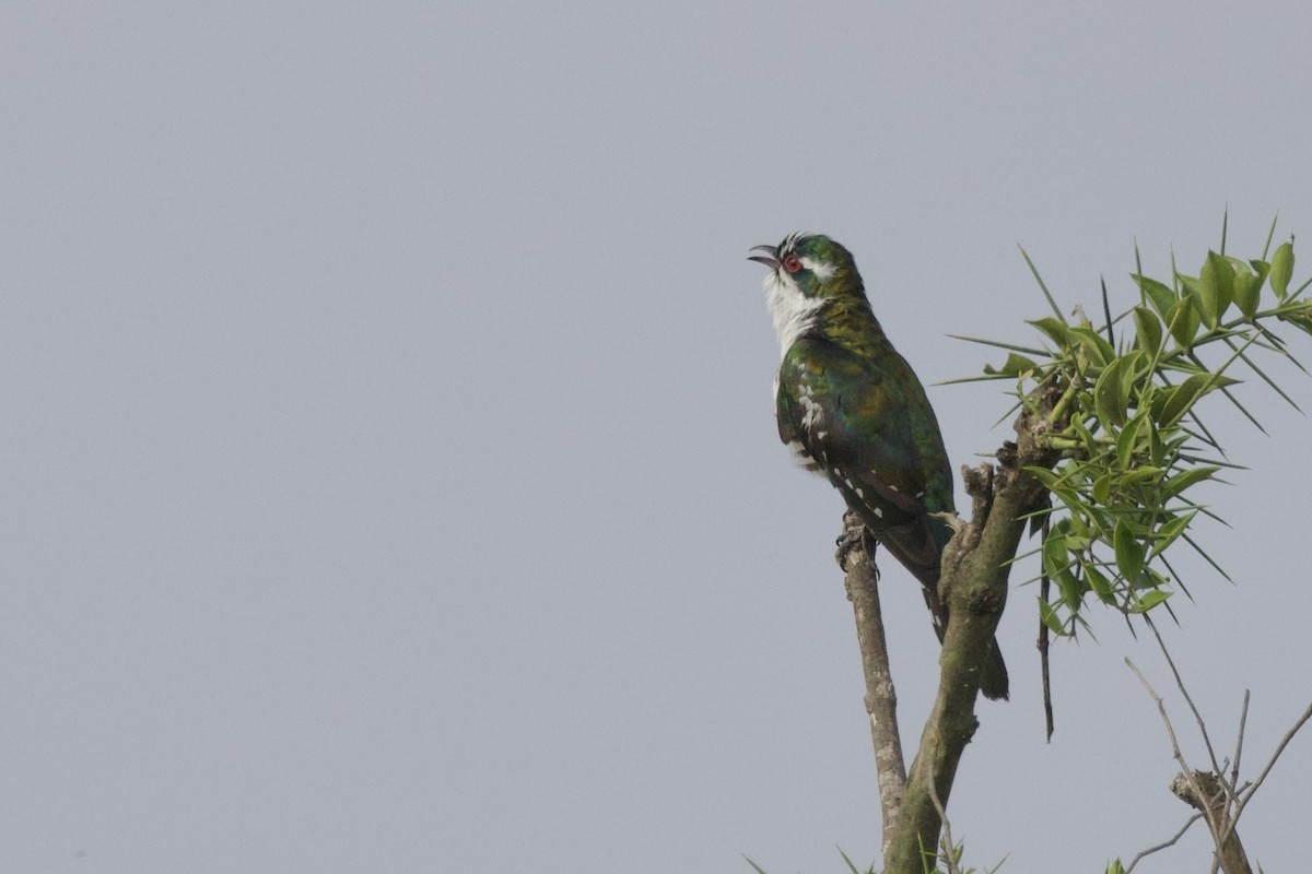 Dideric Cuckoo - ML640822003