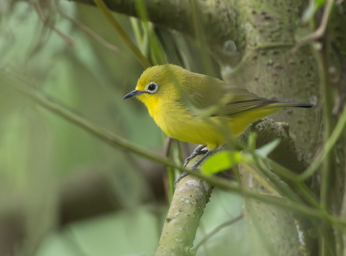 Südbrillenvogel - ML640822013