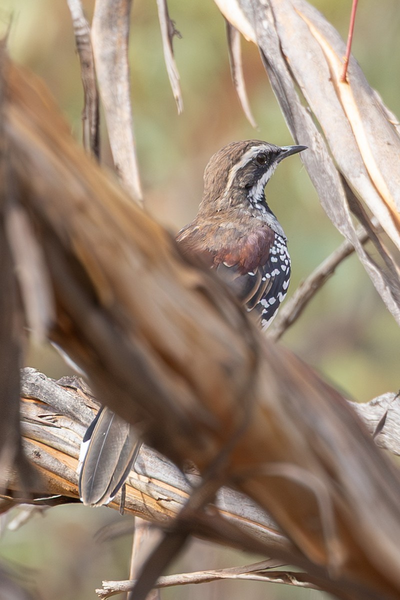 Chestnut Quail-thrush - ML640822045