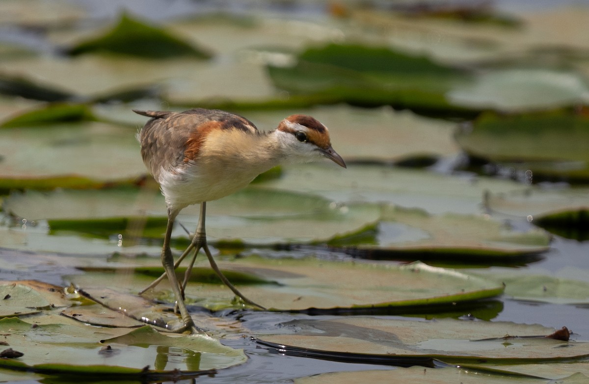 Lesser Jacana - ML640822048