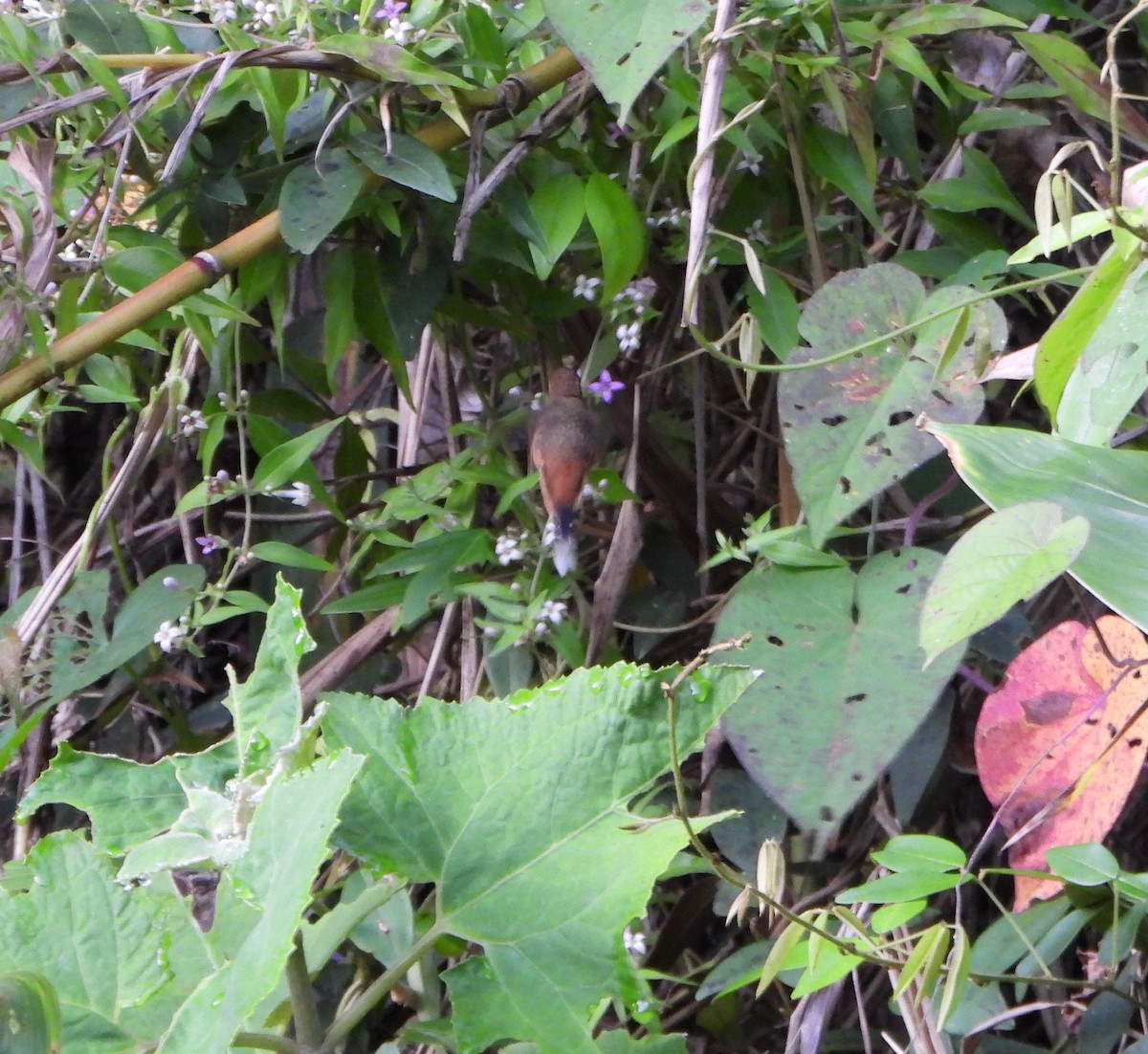 Gray-chinned Hermit - ML640822066