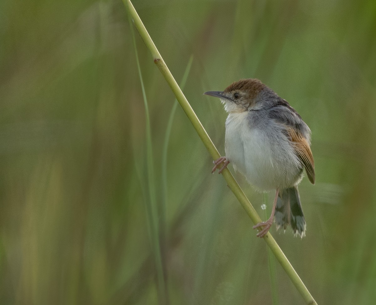 Red-pate Cisticola - ML640822101