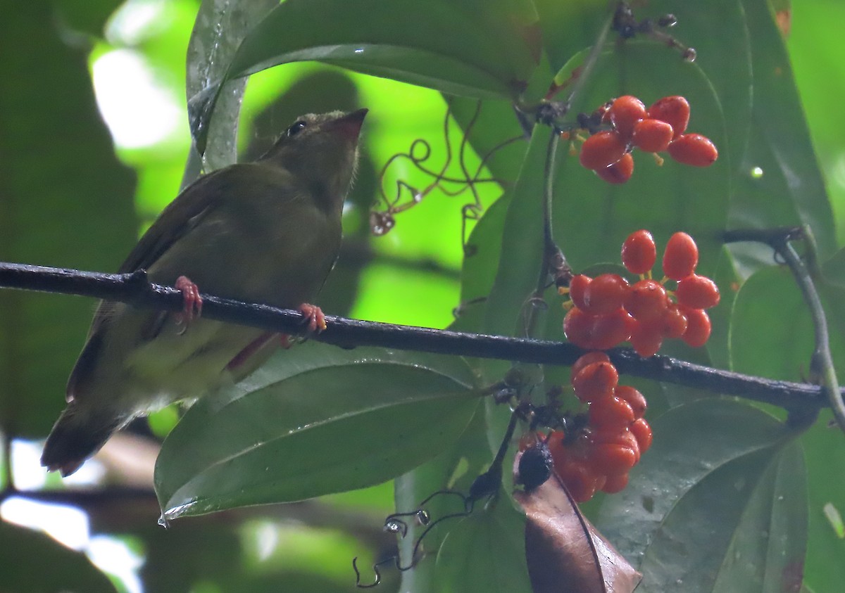 Blue-backed Manakin - ML640822144