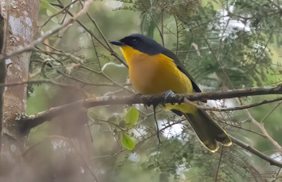 Black-fronted Bushshrike - ML640822145