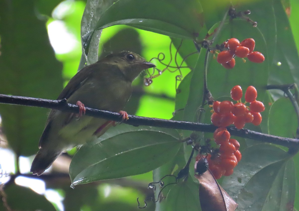 Blue-backed Manakin - ML640822187