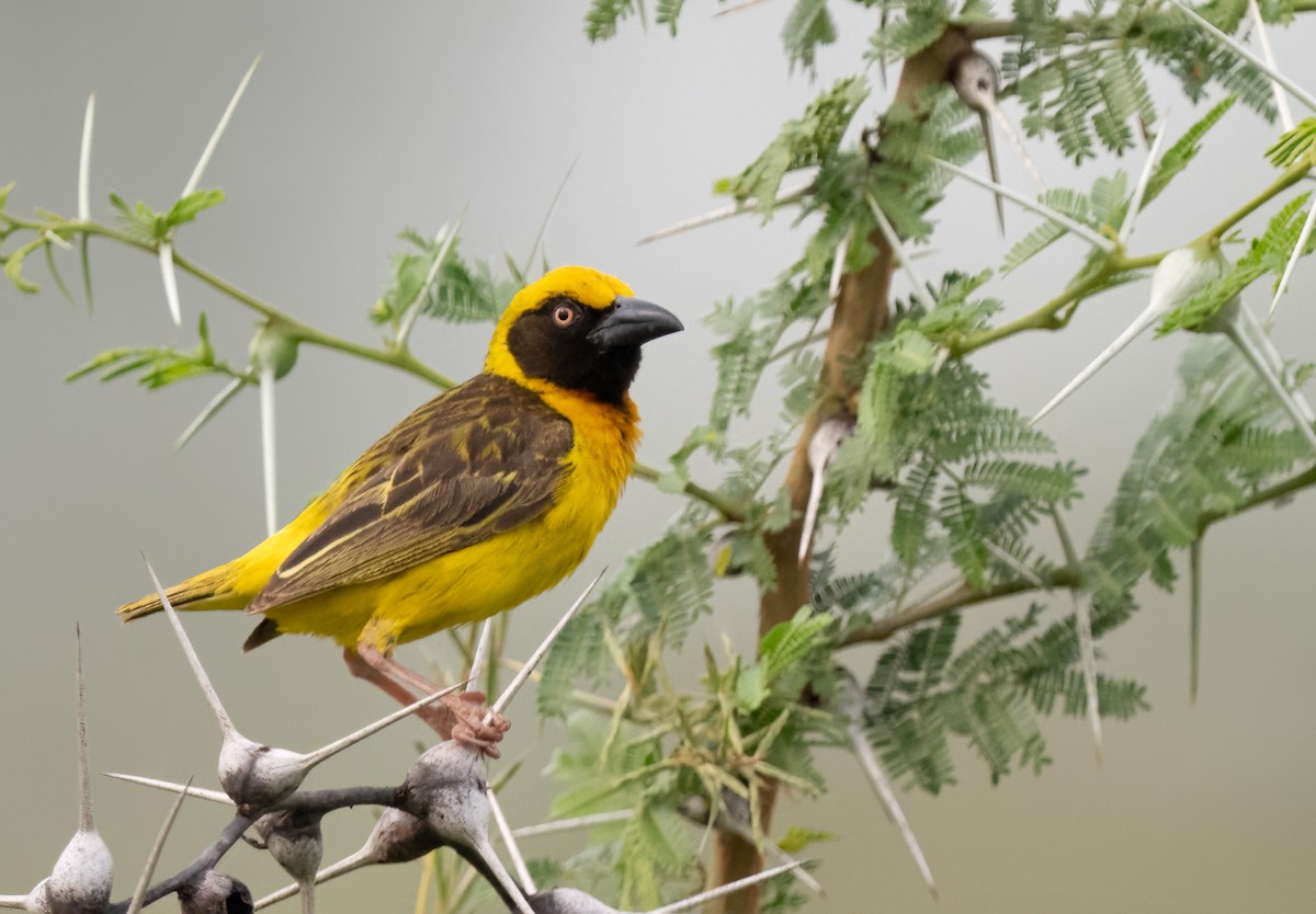 Fox's Weaver - ML640822209