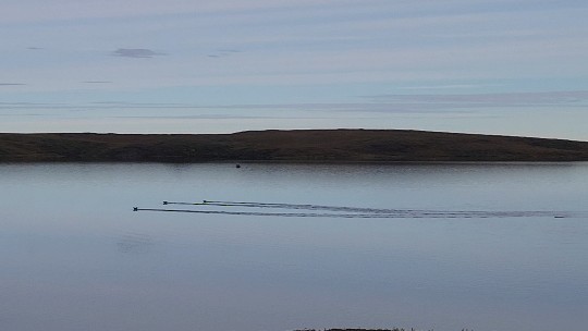 Plongeon à bec blanc - ML640822220