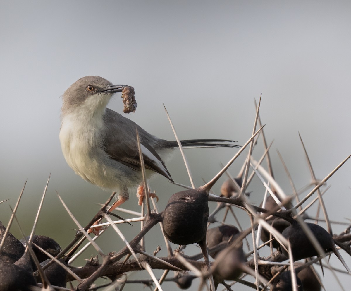 Karamoja Apalis - ML640822234