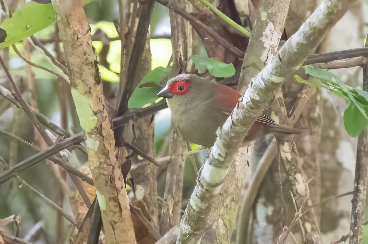 Red-faced Crimsonwing - ML640822280