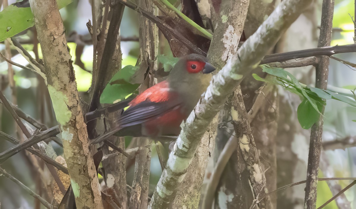 Red-faced Crimsonwing - ML640822284