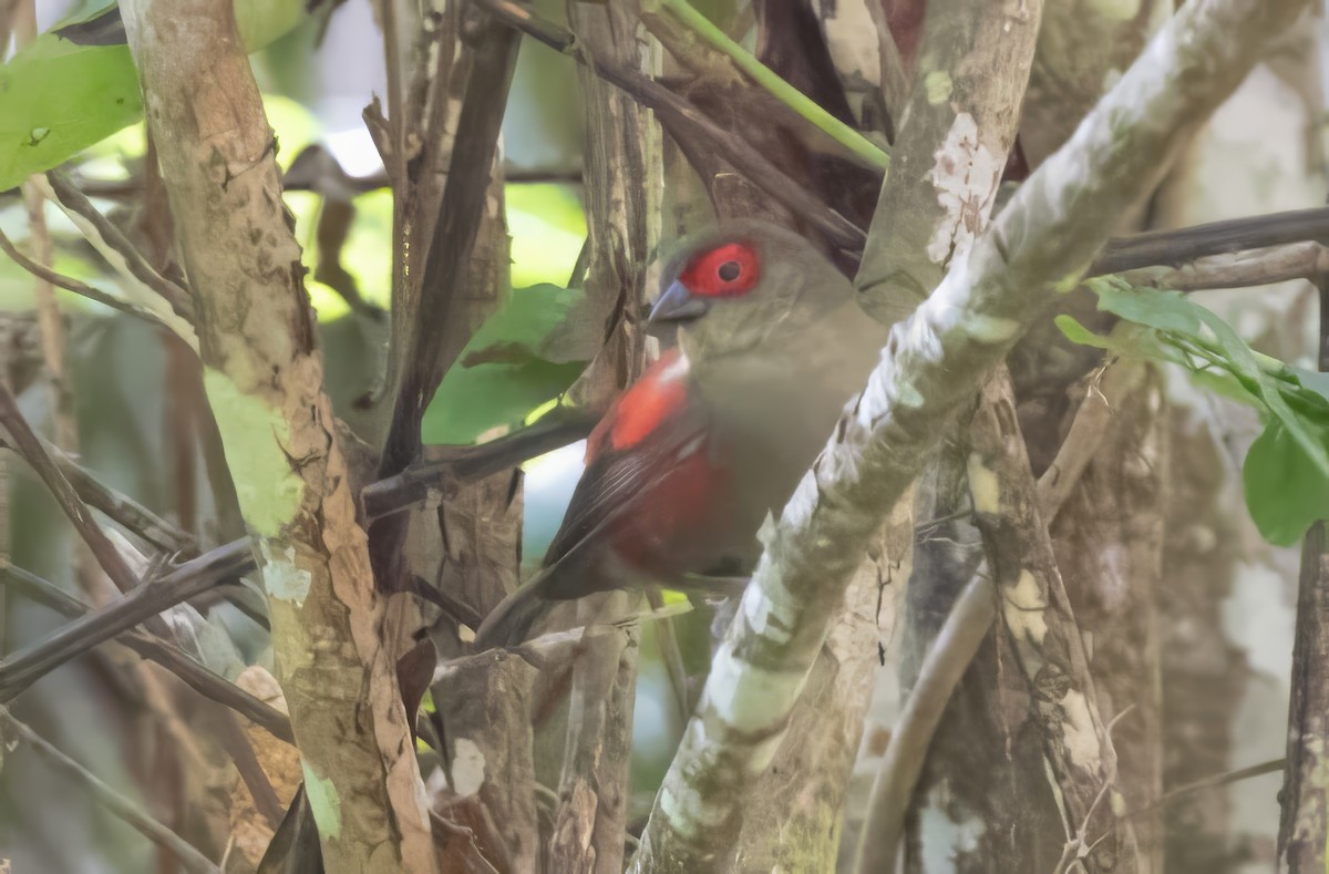 Red-faced Crimsonwing - ML640822286