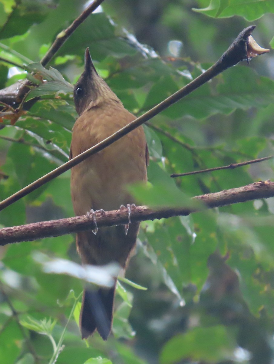 Cocoa Thrush - ML640822293