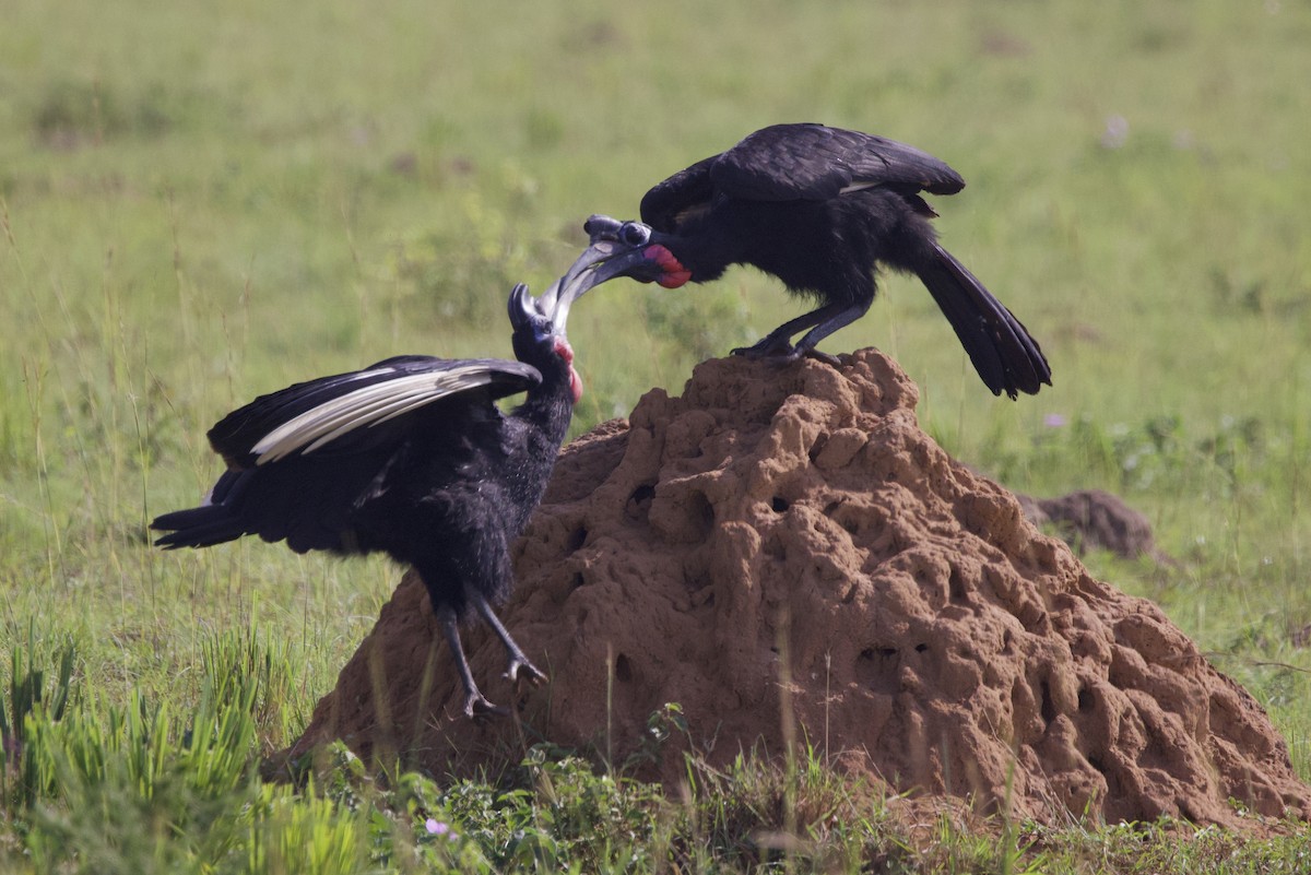 Abyssinian Ground-Hornbill - ML640822298