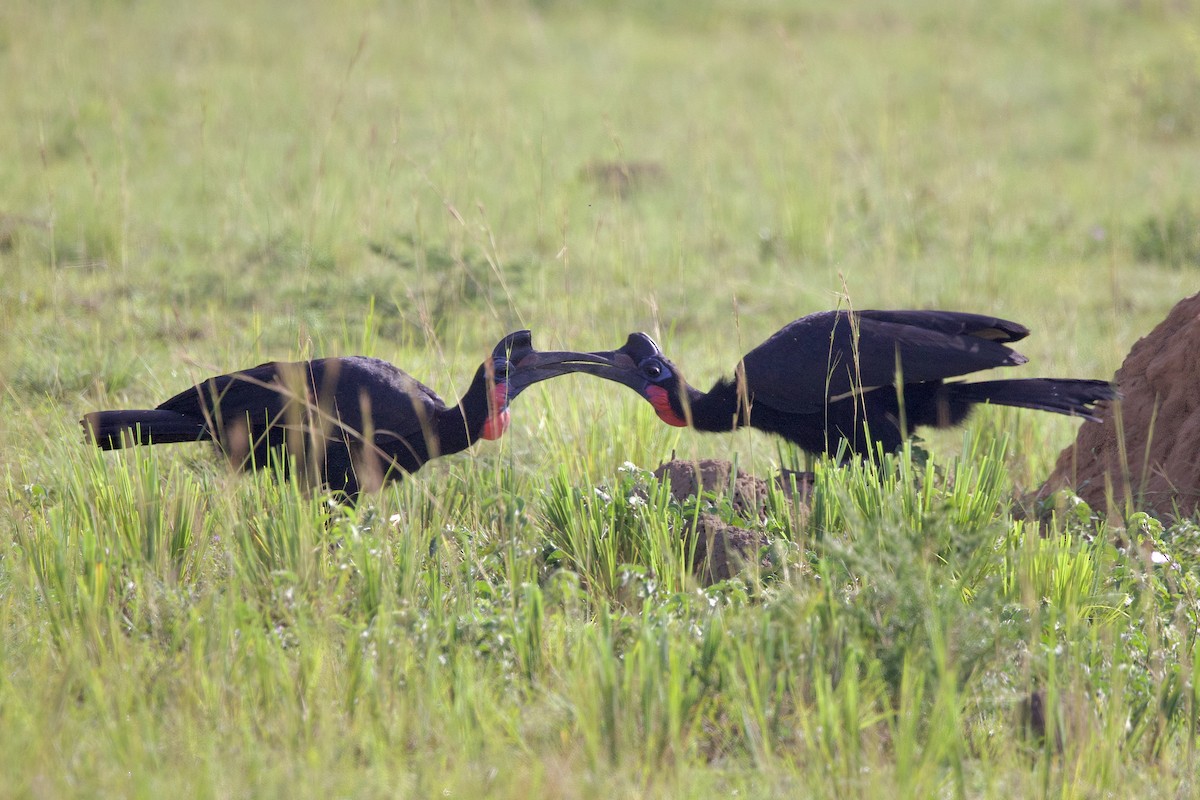 Abyssinian Ground-Hornbill - ML640822303