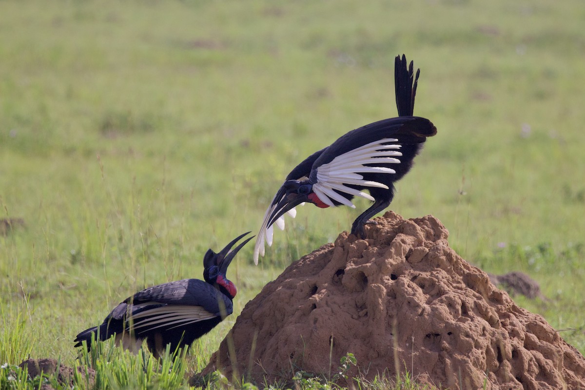 Abyssinian Ground-Hornbill - ML640822304