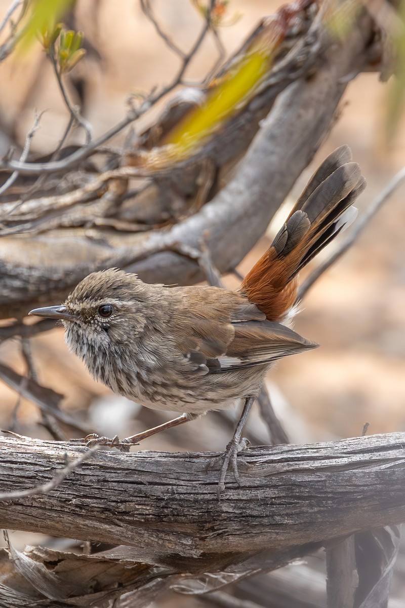 Shy Heathwren - ML640822335