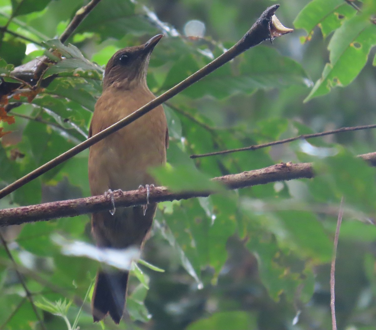 Cocoa Thrush - ML640822336