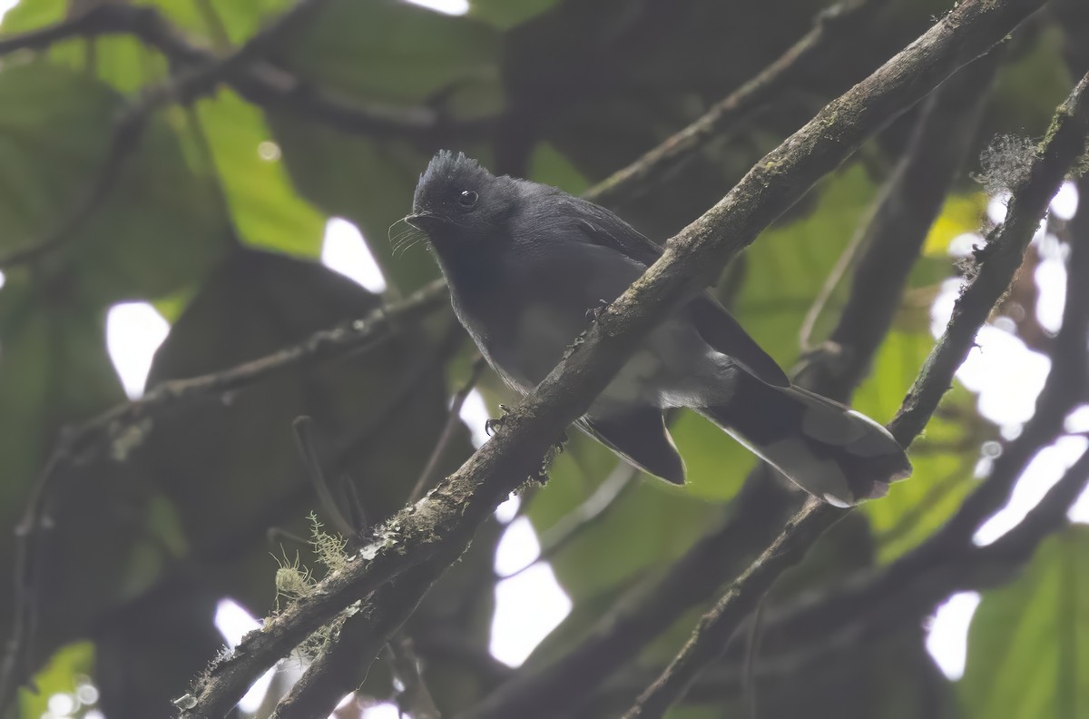 White-tailed Crested Flycatcher - ML640822339