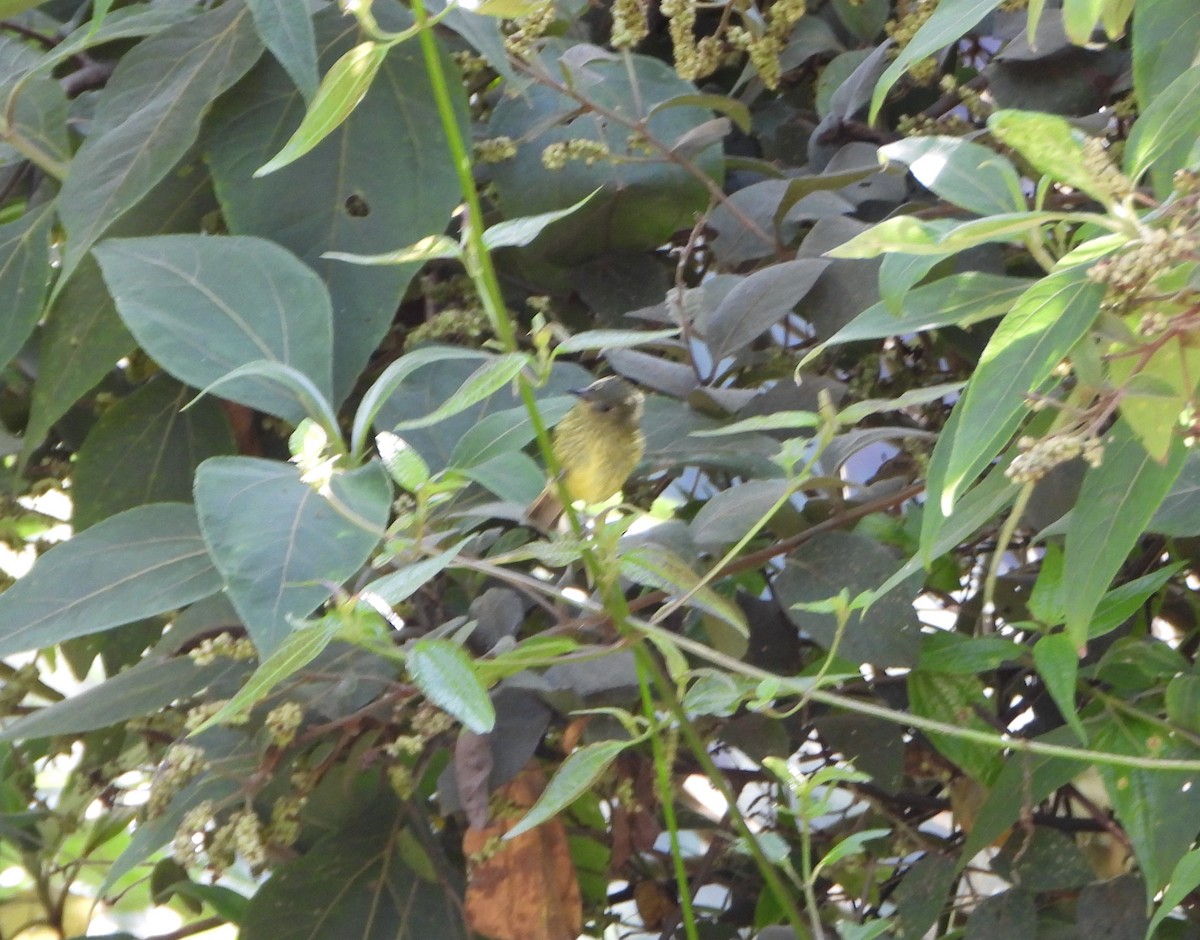 Olive-striped Flycatcher - ML640822462