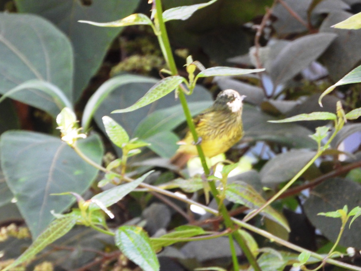 Olive-striped Flycatcher - ML640822464