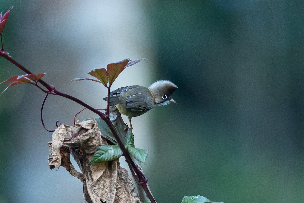 Yuhina Bigotuda - ML640822484