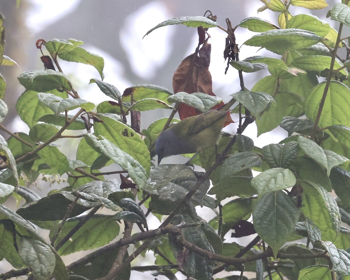 Capped Conebill (Blue-capped) - ML640822565