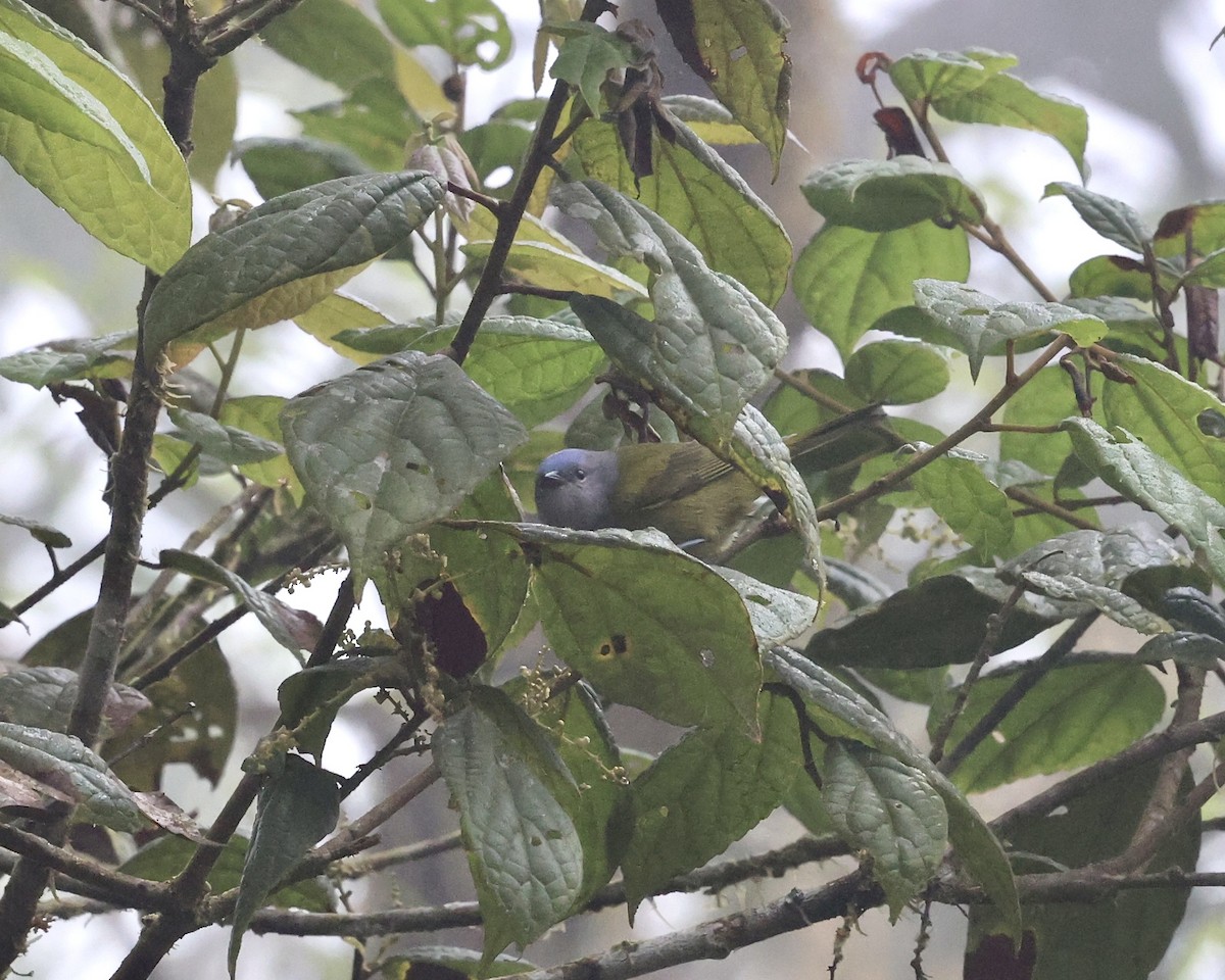 Capped Conebill (Blue-capped) - ML640822569