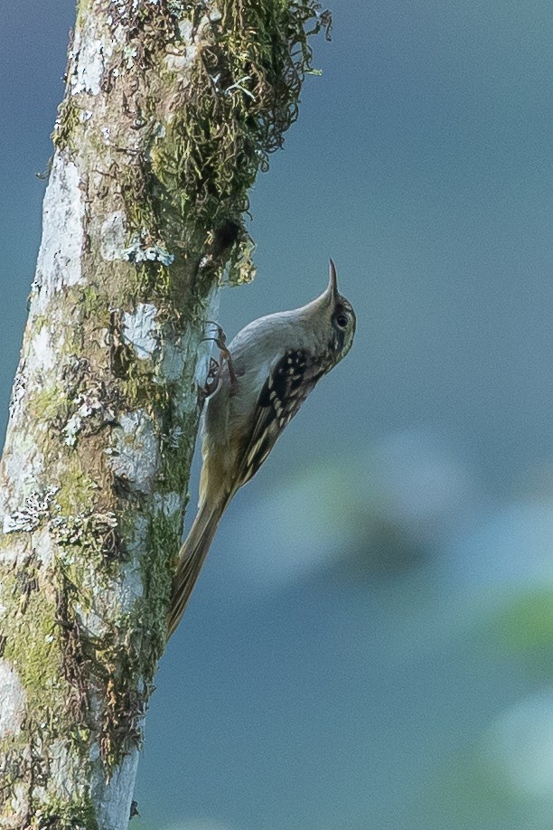 Sikkim Treecreeper - ML640822570