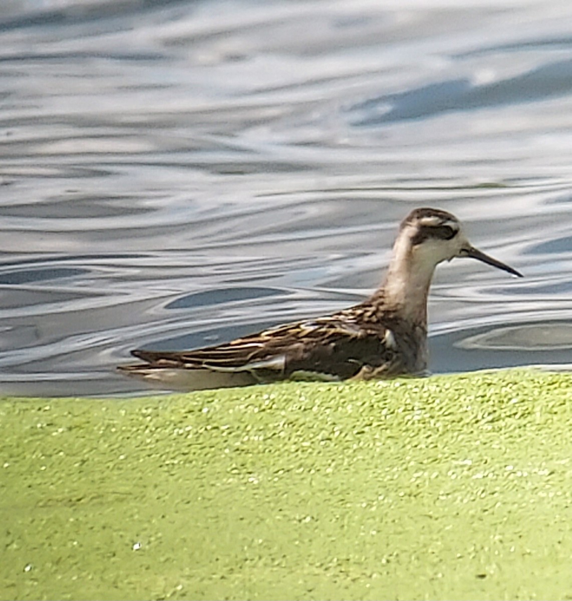 Red-necked Phalarope - ML640822597