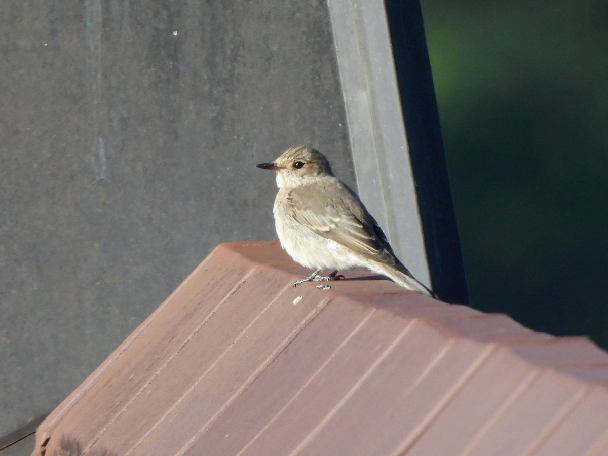 Spotted Flycatcher - ML640822672