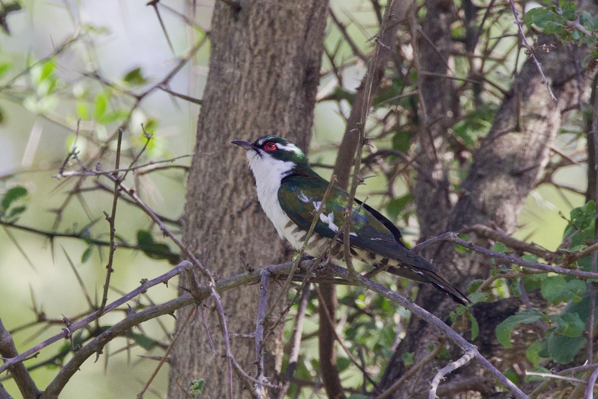 Dideric Cuckoo - ML640822682