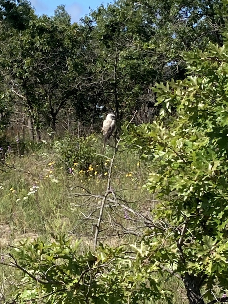 Scissor-tailed Flycatcher - ML640822706