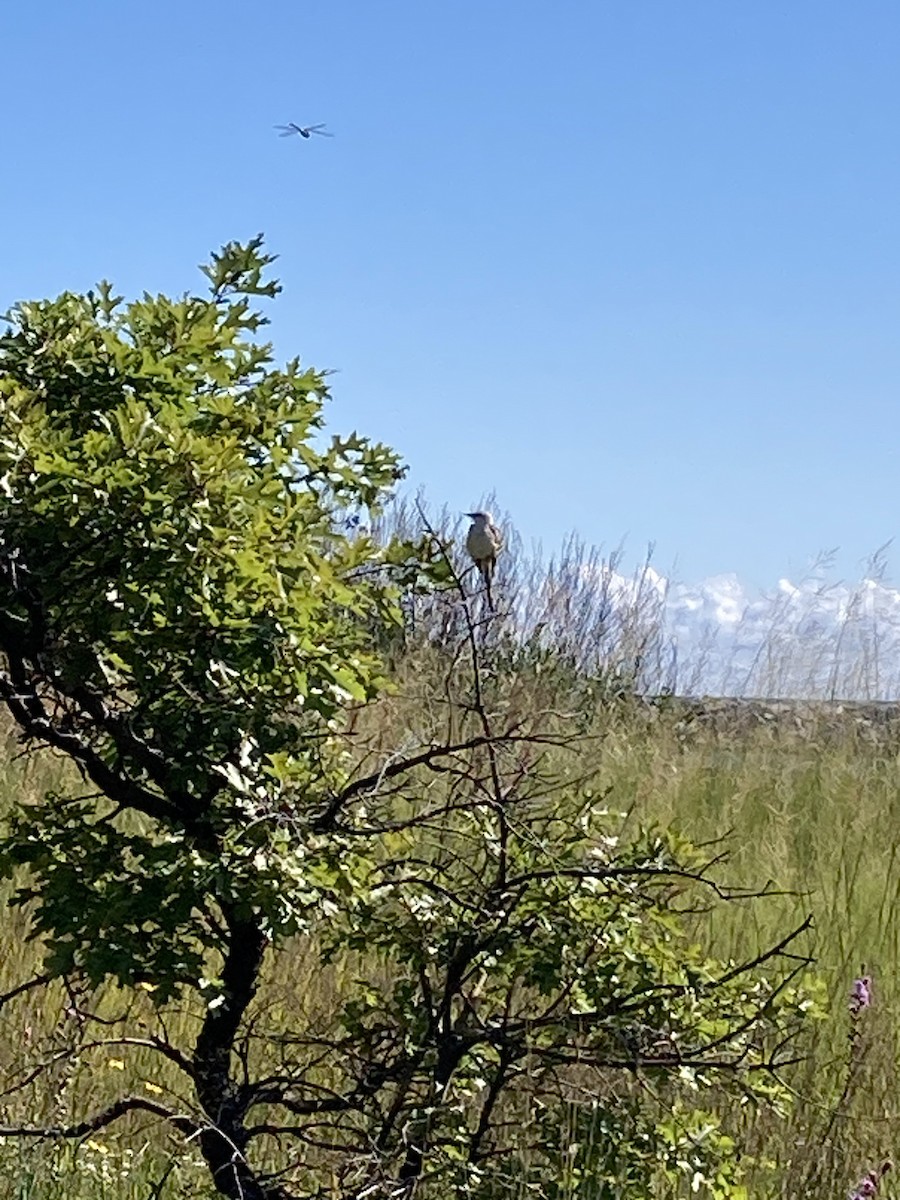 Scissor-tailed Flycatcher - ML640822707