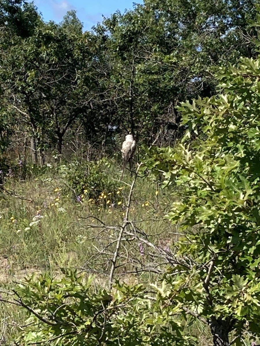 Scissor-tailed Flycatcher - ML640822708