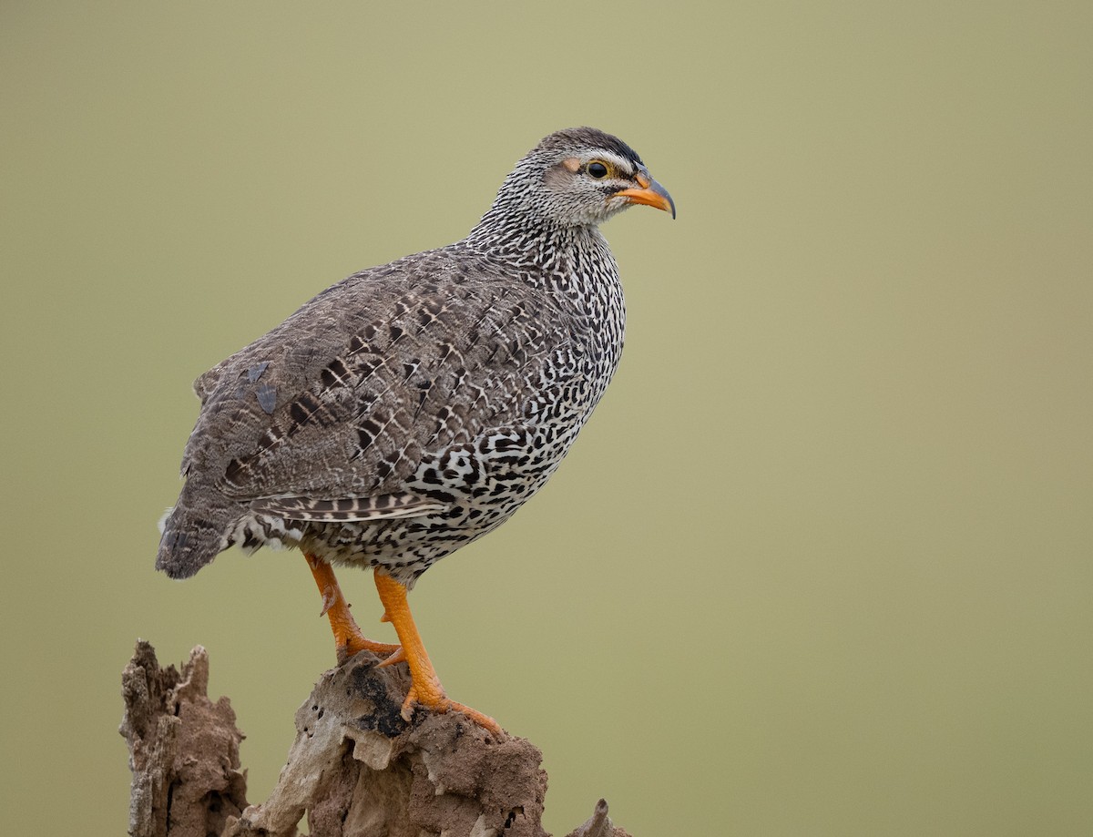 Heuglin's Spurfowl - ML640822734