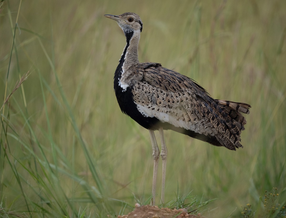 drop černobřichý - ML640822741