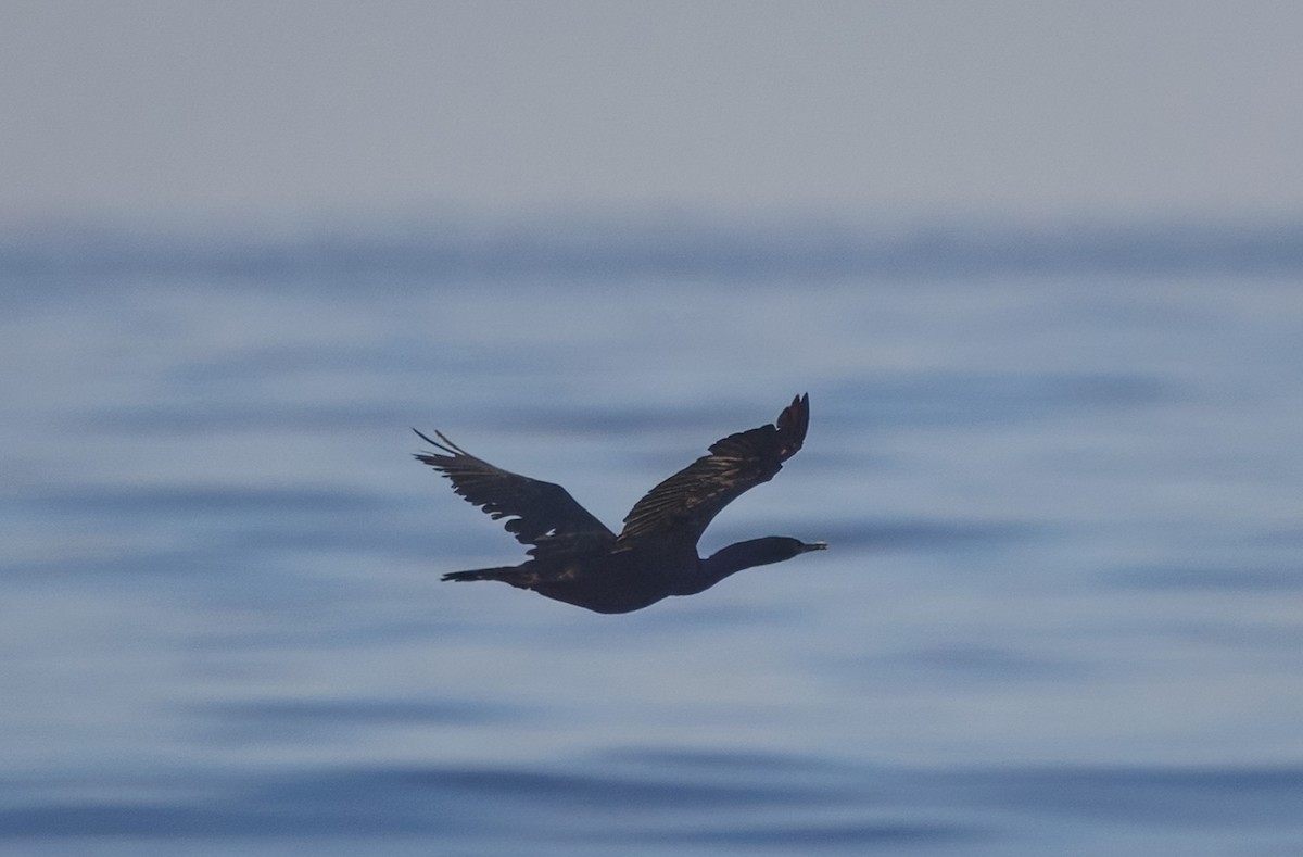 Pelagic Cormorant - ML640822802