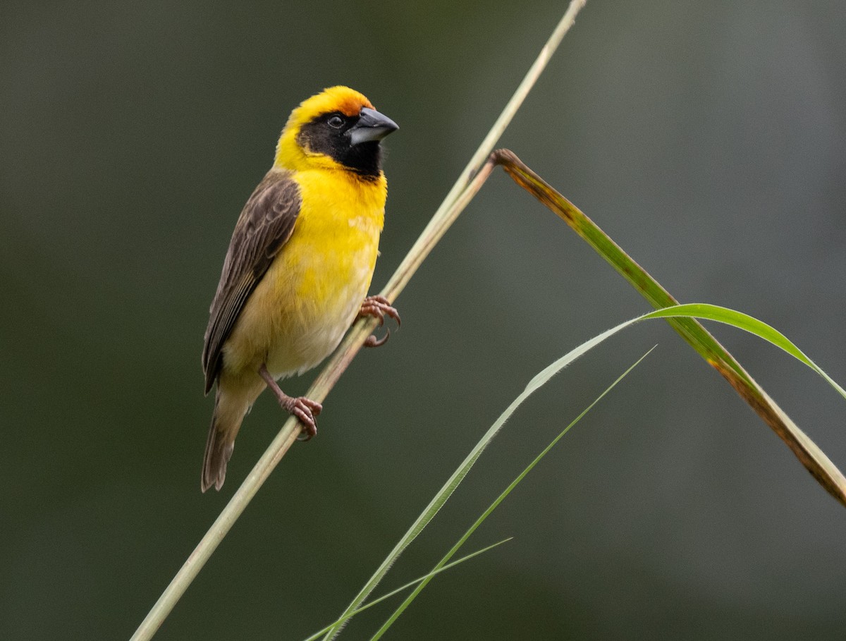 Compact Weaver - ML640822891