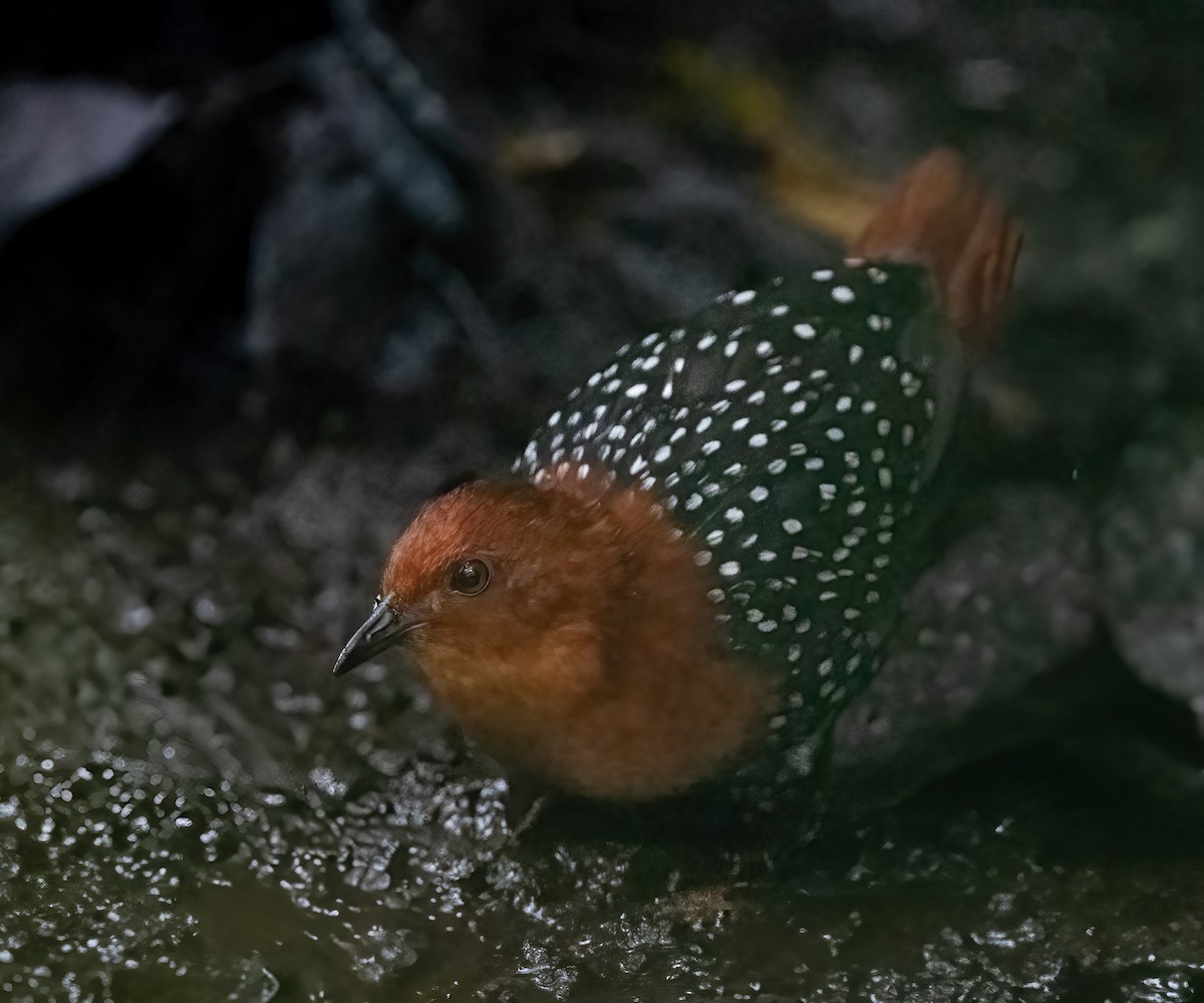 chřástalík běloskvrnný - ML640822986