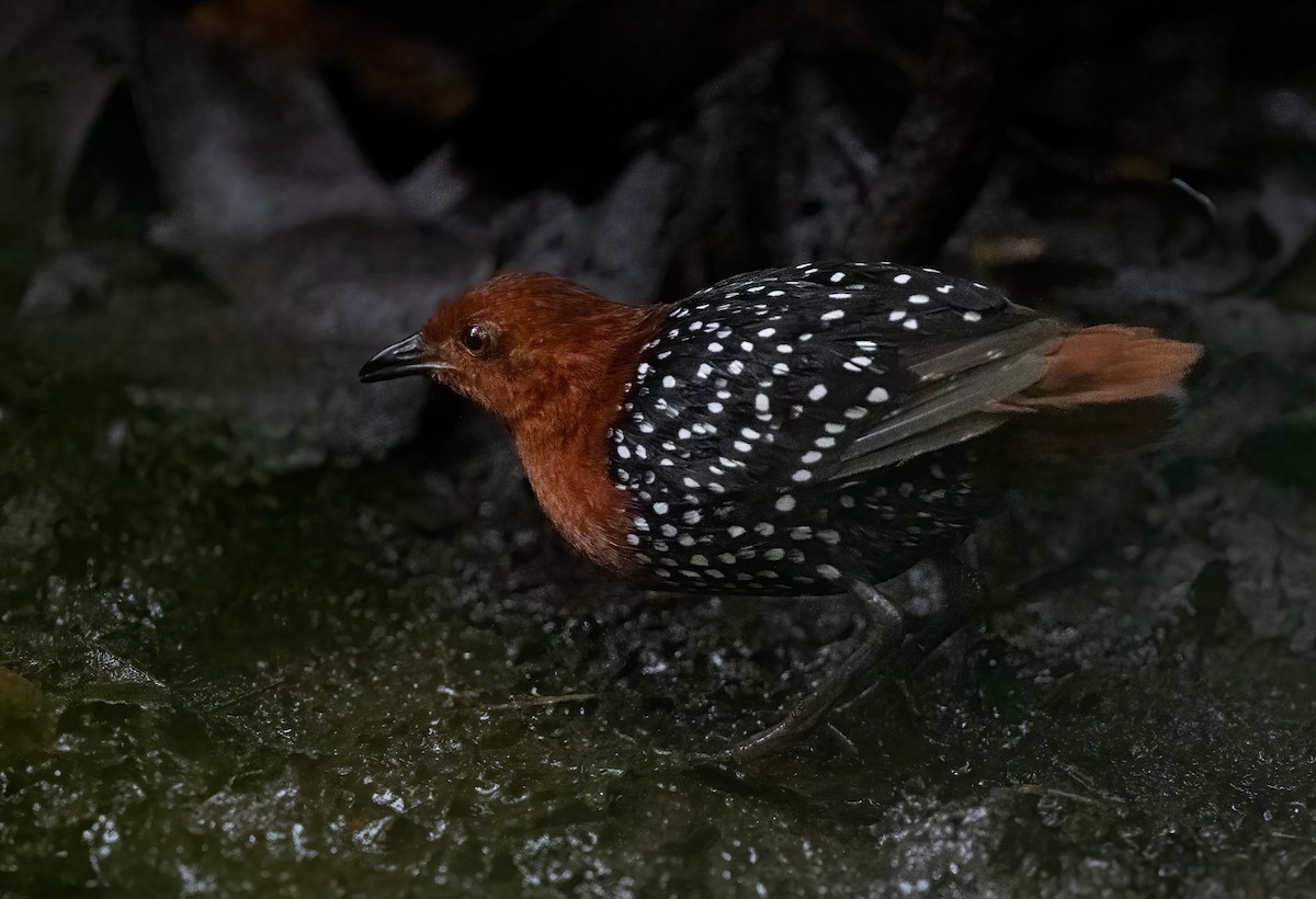 chřástalík běloskvrnný - ML640822987