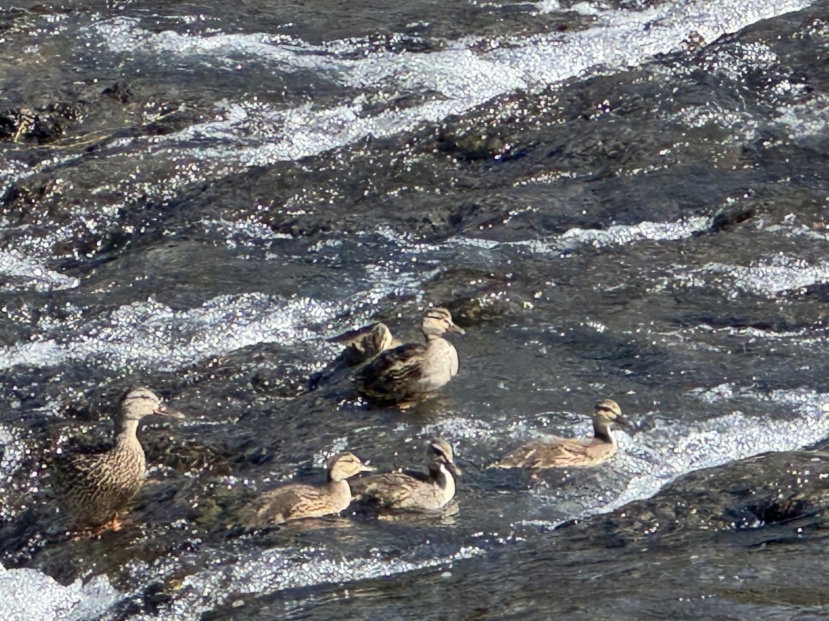 ברכיה - ML640822995